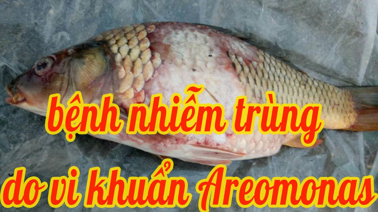 Bệnh nhiễm trùng do vi khuẩn Aeromonas di động ở động vật thuỷ sản