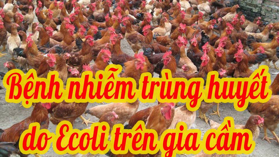 Bệnh nhiễm trùng huyết do Ecoli trên gia cầm 