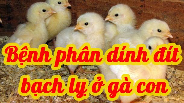 Bệnh phân dính đít , bạch lỵ ở gà con