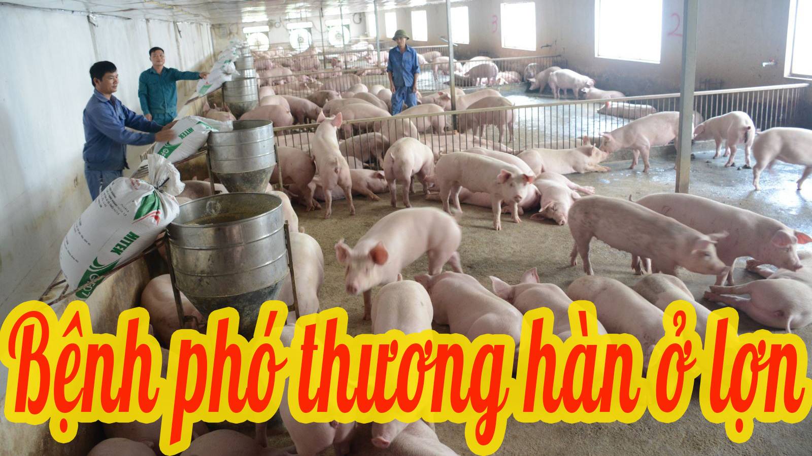 Bệnh phó thương hàn trên lợn