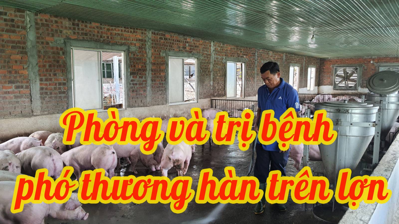 Phòng và trị bệnh phó thương hàn heo