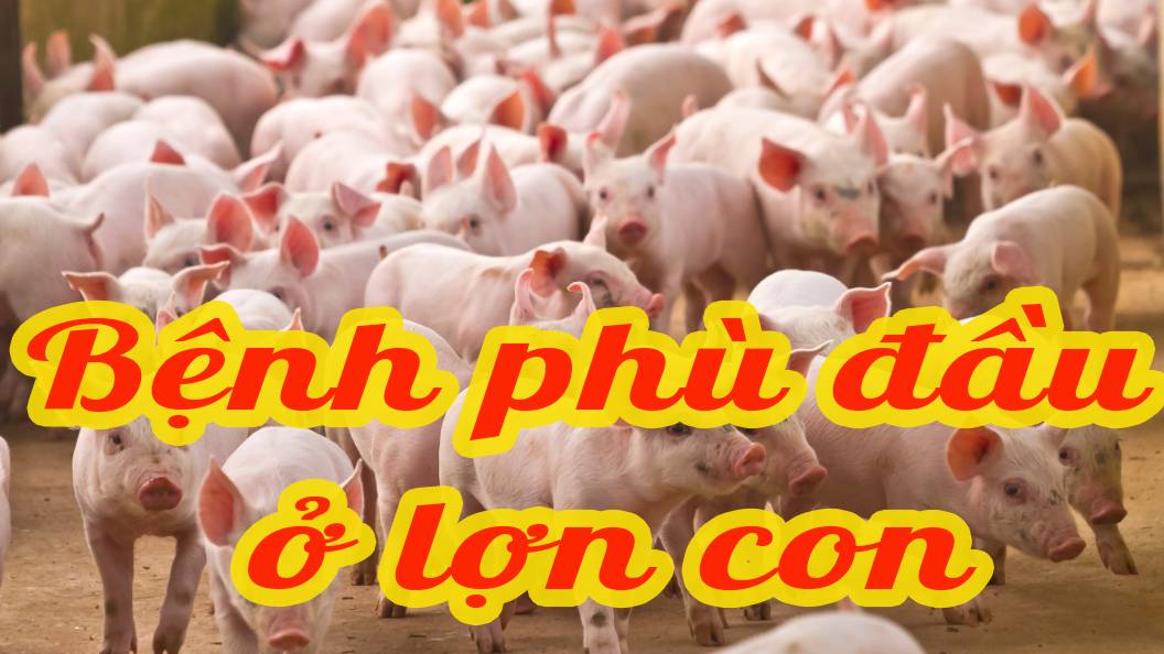 Bệnh phù đầu ở lợn con 