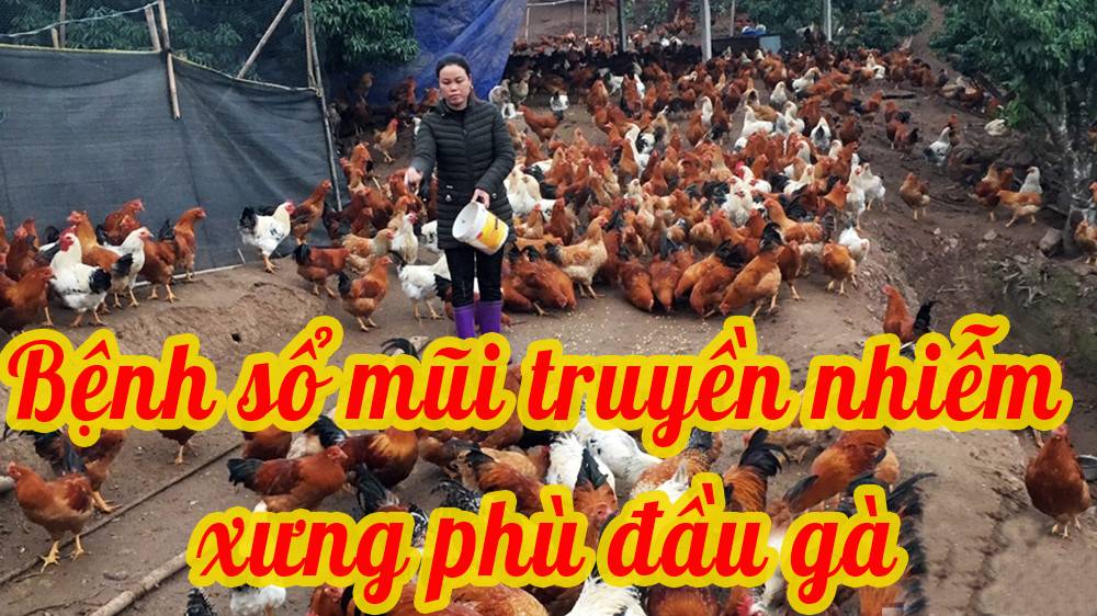 Bệnh sổ mũi truyền nhiễm - xưng phù đầu gia cầm
