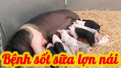 Bệnh sốt sữa trên lợn nái