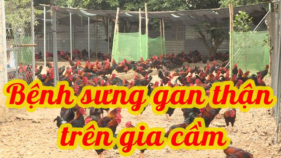 Bệnh sưng gan thận trên gia cầm 