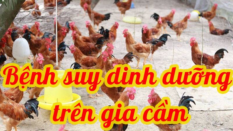 Bệnh suy dinh dưỡng trên gia cầm 