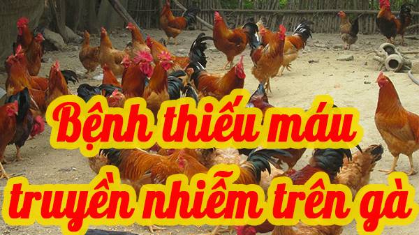 Bệnh thiếu máu truyền nhiễm trên gà