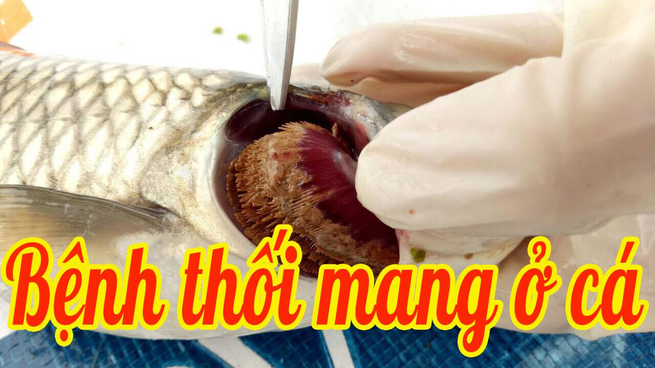 Bệnh thối mang ở cá