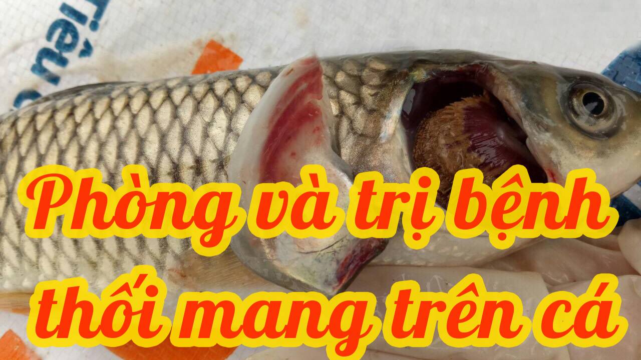 Cách phát hiện, phòng và trị bệnh thối mang cá