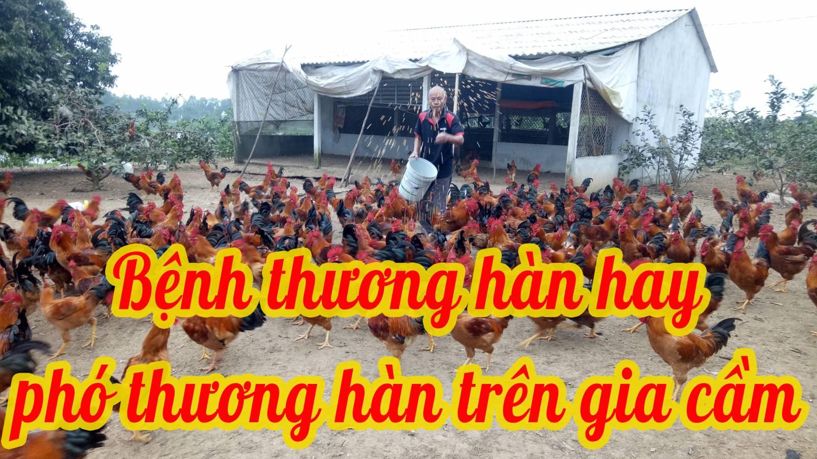 Bệnh thương hàn hay phó thương hàn trên gia cầm