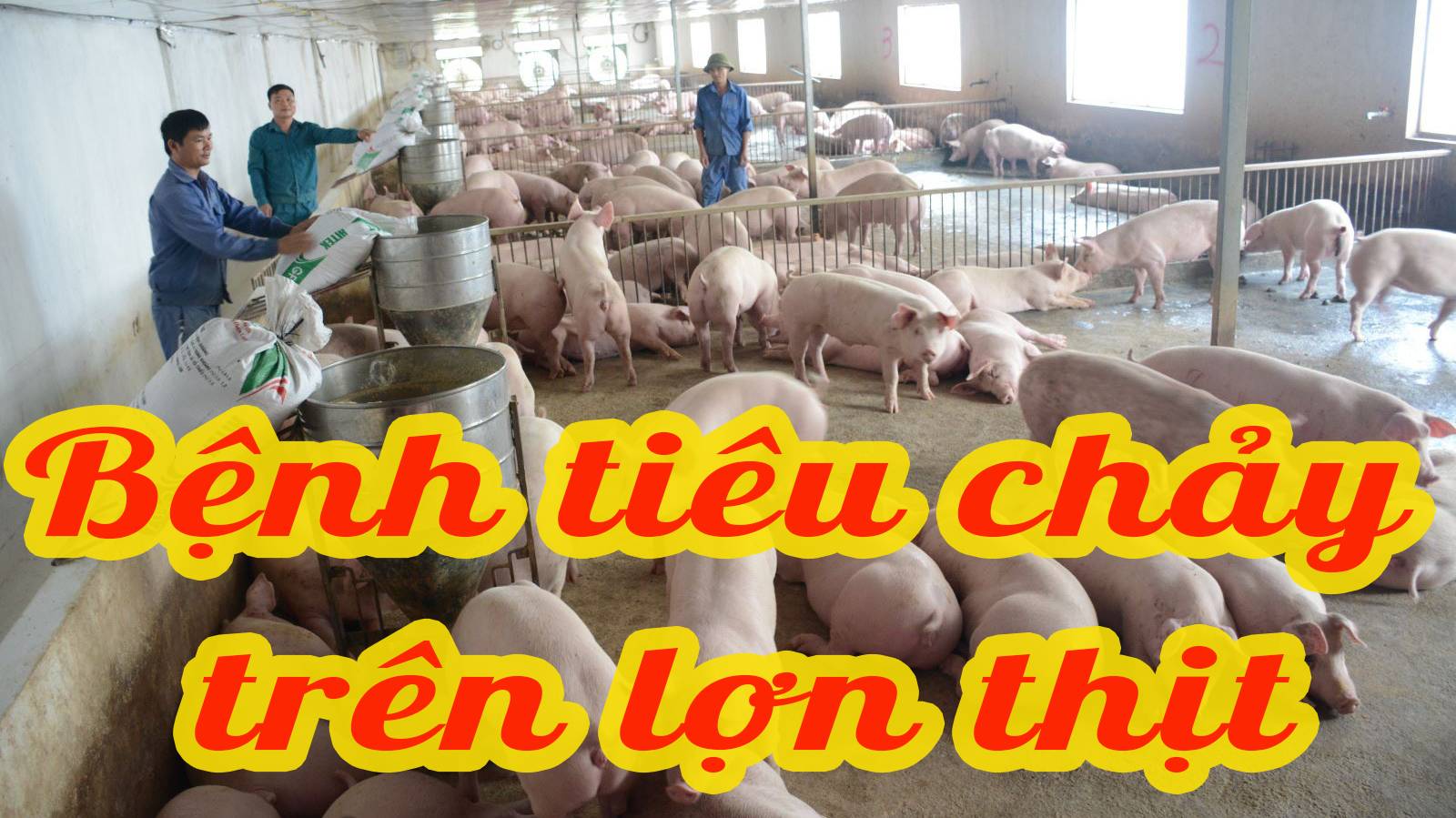 Phòng Và Điều Trị Bệnh Tiêu Chảy Ở Lợn Thịt