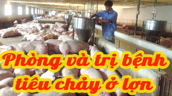 Phòng và trị bệnh tiêu chảy ở heo