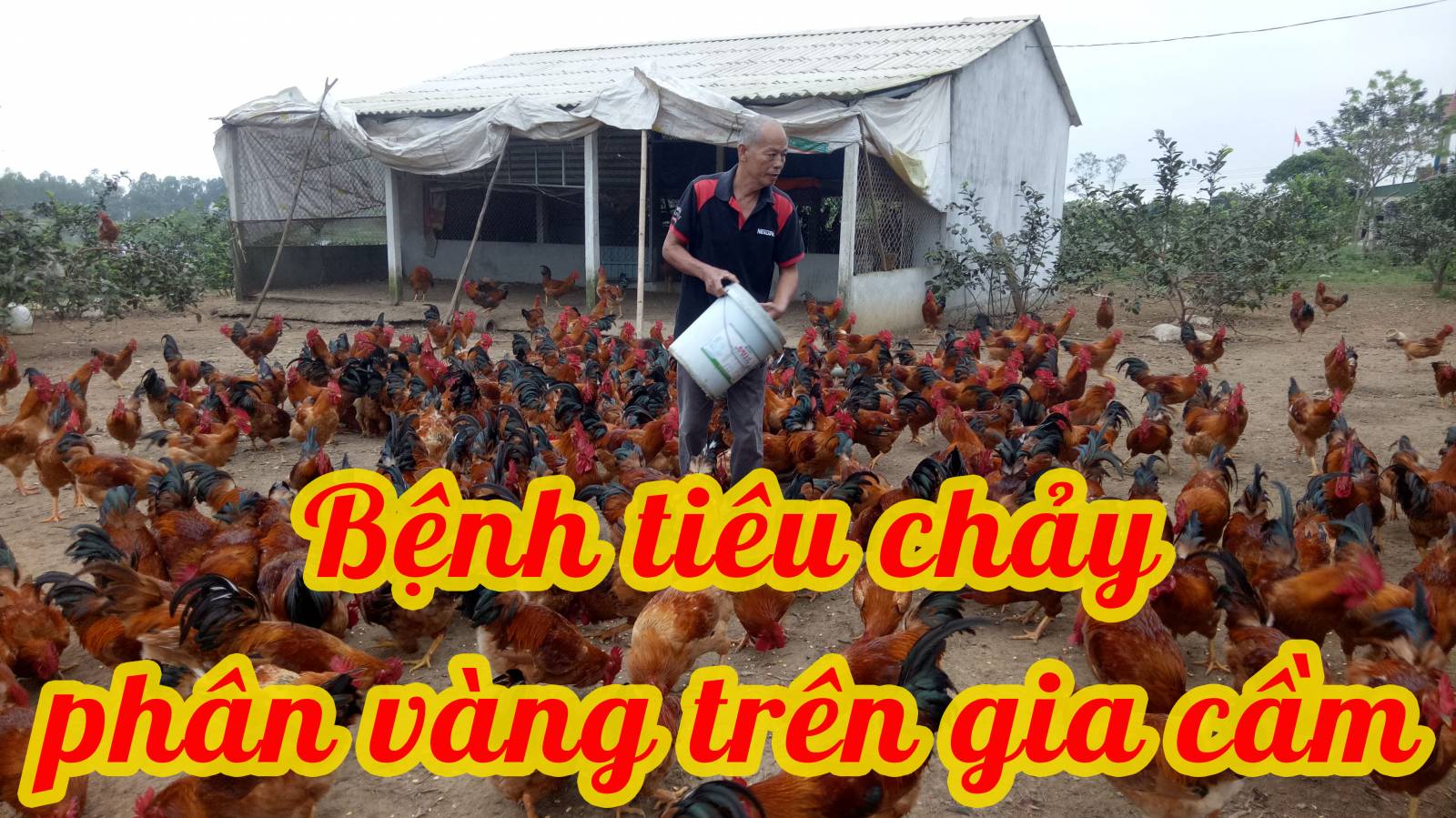 Bệnh tiêu chảy phân vàng trên gia cầm 