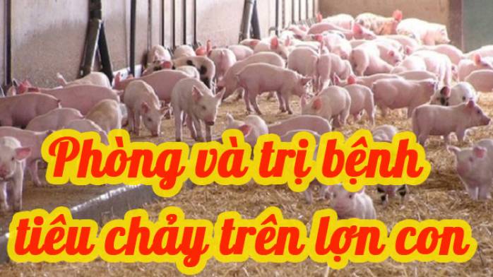 Phòng và chữa bệnh tiêu chảy trên lợn con