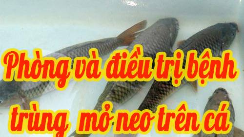 Bệnh trùng mỏ neo cá nước ngọt 