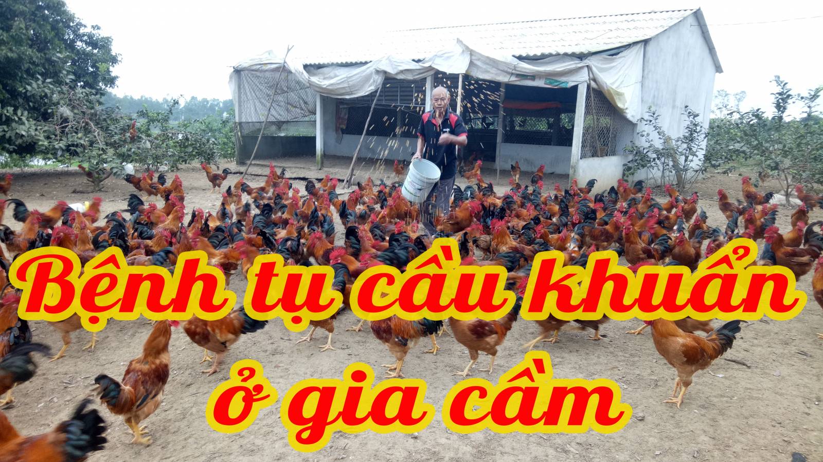 Bệnh tụ cầu khuẩn ở gia cầm