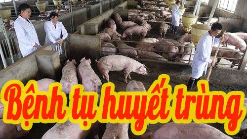 Bệnh tụ huyết trùng 