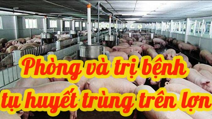 Phòng và trị bệnh tụ huyết trùng heo
