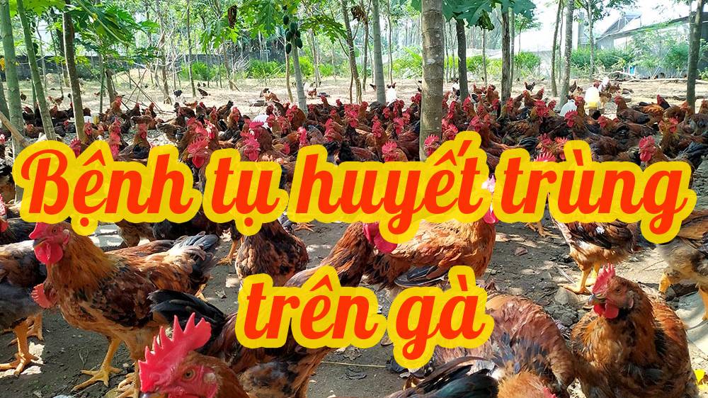 Bệnh tụ huyết trùng trên gà