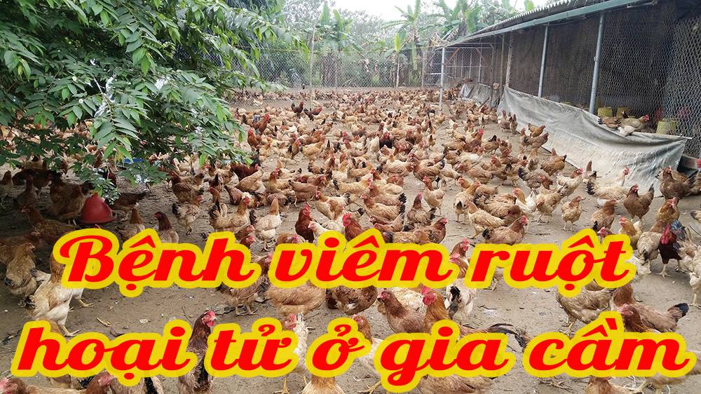 Bệnh viêm ruột hoại tử ở gia cầm 