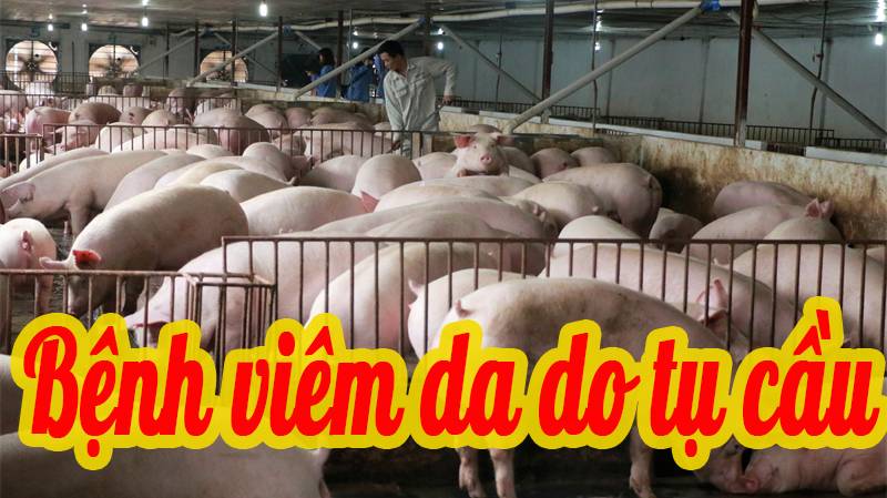 Bệnh viêm da do tụ cầu