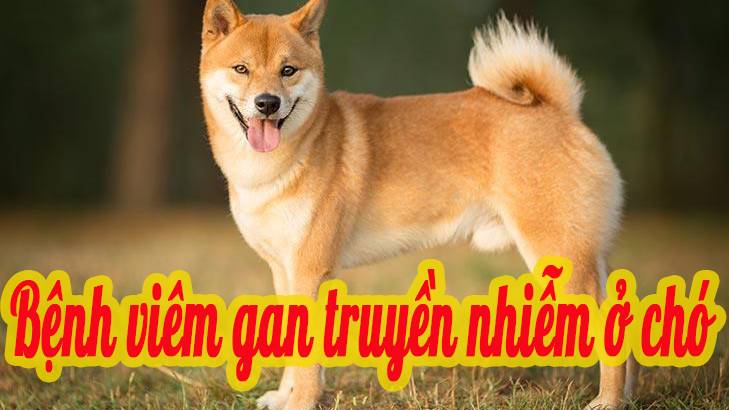 Bệnh viêm gan truyền nhiễm ở chó