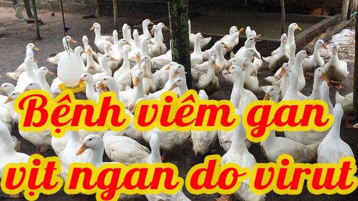 Bệnh viêm gan vịt ngan do virut