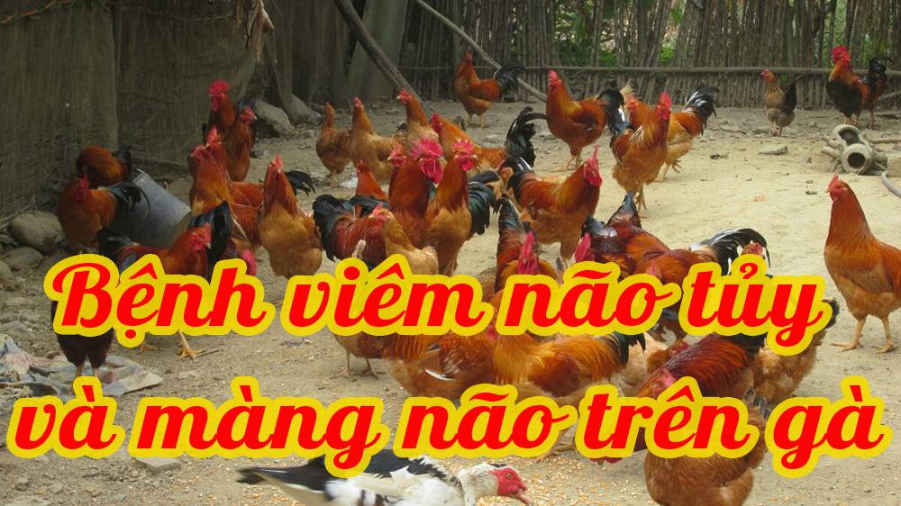 Bệnh viêm não tủy và màng não trên gà