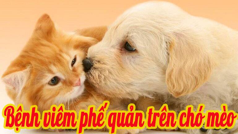 Bệnh viêm phế quản trên chó mèo