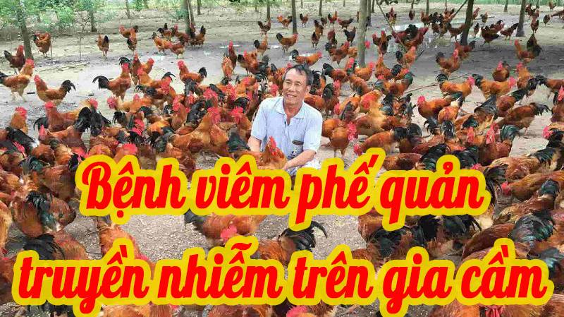 Bệnh viêm phế quản truyền nhiễm trên gia cầm