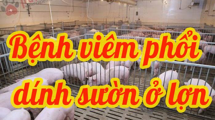 Bệnh viêm phổi dính sườn 