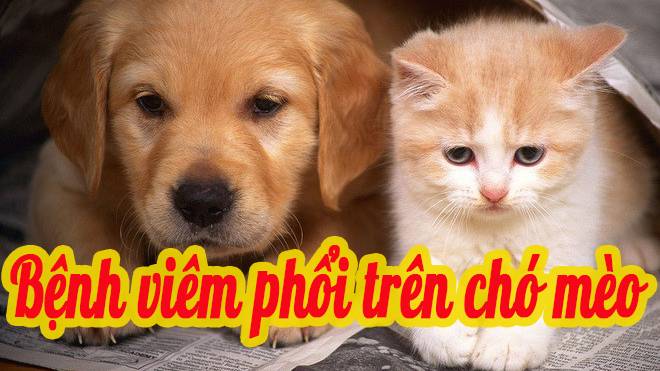 Bệnh viêm phổi trên chó mèo