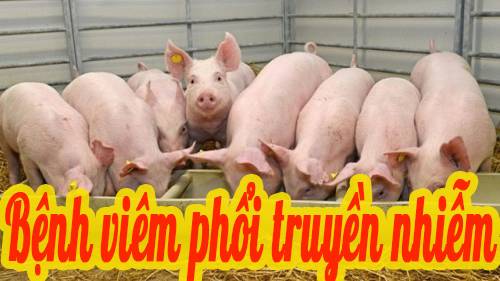 Bệnh viêm phổi truyền nhiễm