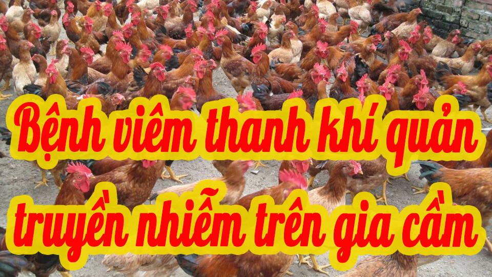 Bệnh viêm thanh khí quản truyền nhiễm trên gia cầm