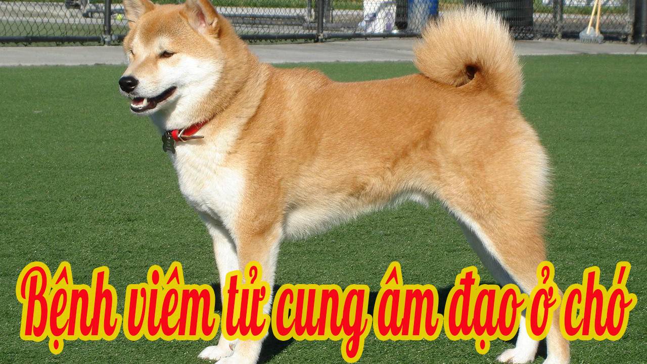 Bệnh viêm tử cung âm đạo chó