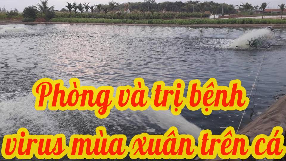Phòng, trị bệnh virus mùa xuân trên cá chép