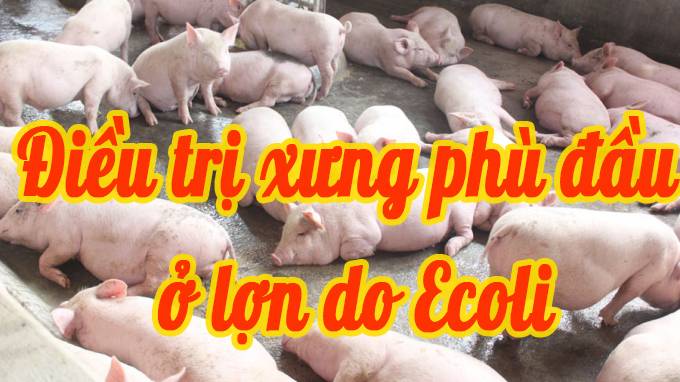 Triệu Chứng Và Phác Đồ Điều Trị Bệnh Xưng Phù Đầu Ở Lợn Do E.COLI