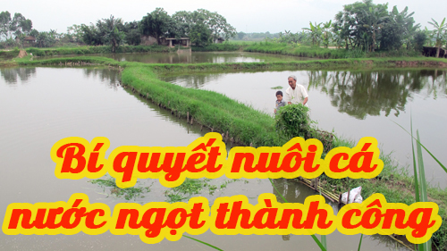 Bí quyết nuôi cá nước ngọt thành công