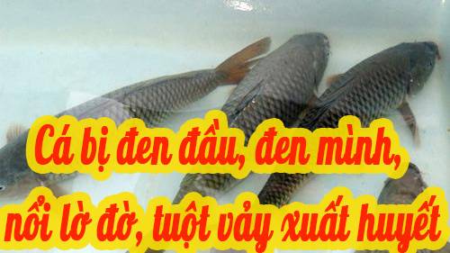 Cá bị đen đầu, đen mình, nổi lờ đờ, tuột vảy, xuất huyết, thì phải xử lý thế nào 