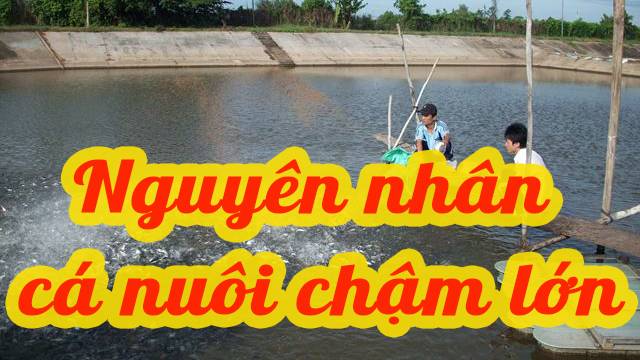 Nguyên nhân cá nuôi  chậm lớn và biện pháp giải quyết