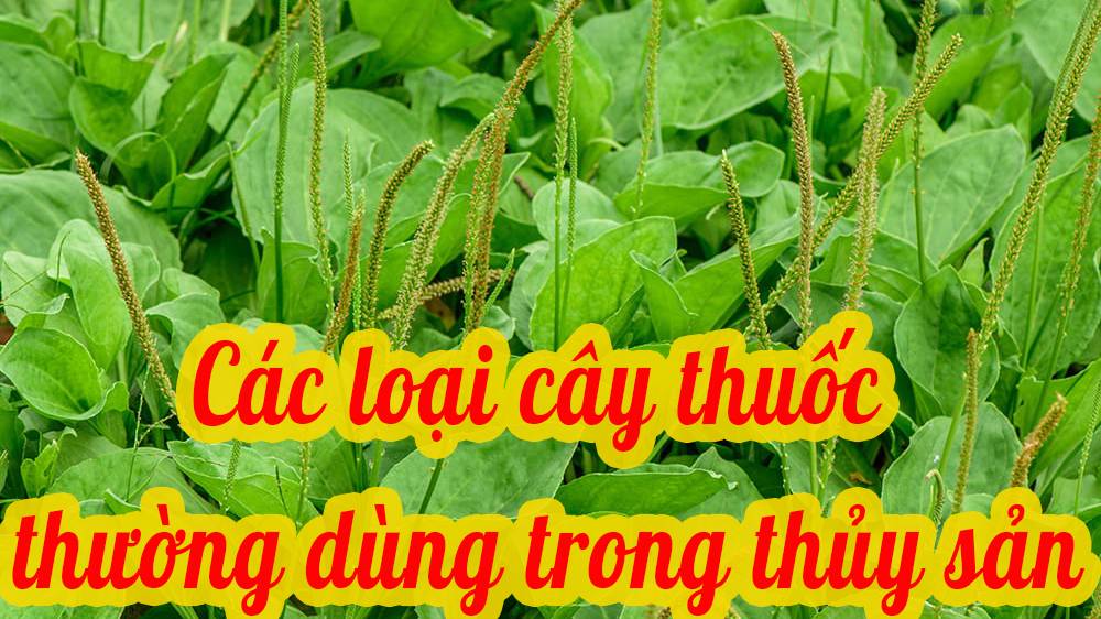 Các loại cây thuốc thường dùng trong thủy sản