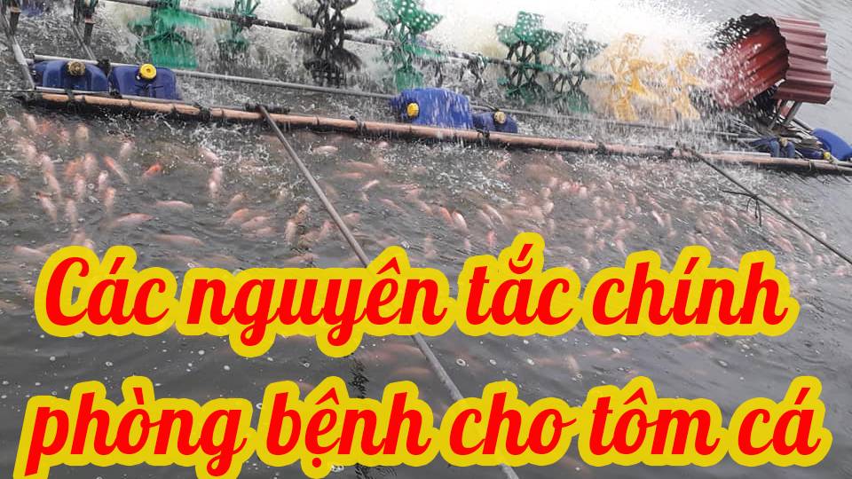 Các nguyên tắc chính trong phòng bệnh tôm cá 