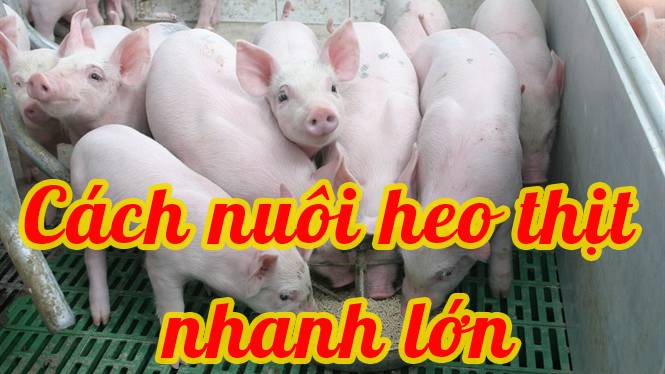 Cách nuôi heo thịt nhanh lớn dành cho nhà nông