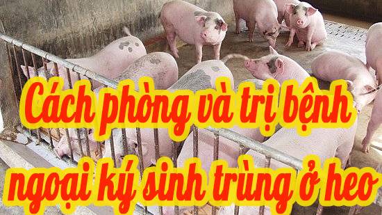Cách phòng và trị bệnh ngoại ký sinh trùng ở heo