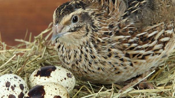 Các giống chim cút