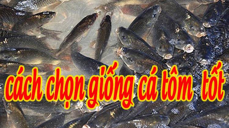 Chọn giống cá tôm có sức đề kháng tốt
