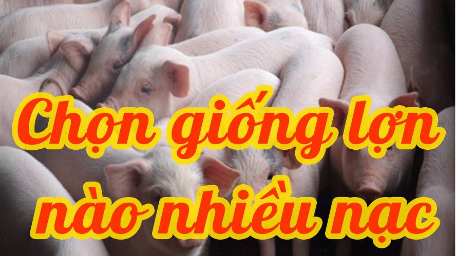 Nên Nuôi Giống Heo Nào Nhiều Nạc