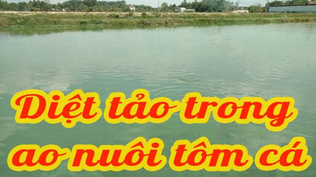 CÁCH DIỆT TẢO TRONG AO NUÔI CÁ