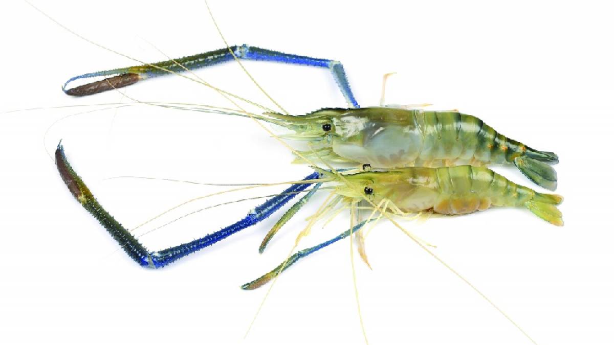 Bệnh đục cơ của tôm càng xanh