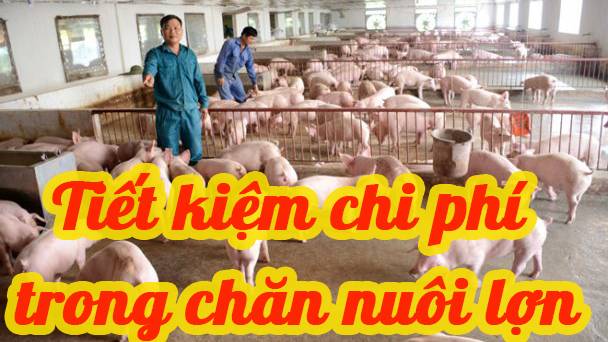 Tiết kiệm chi phí trong chăn nuôi lợn